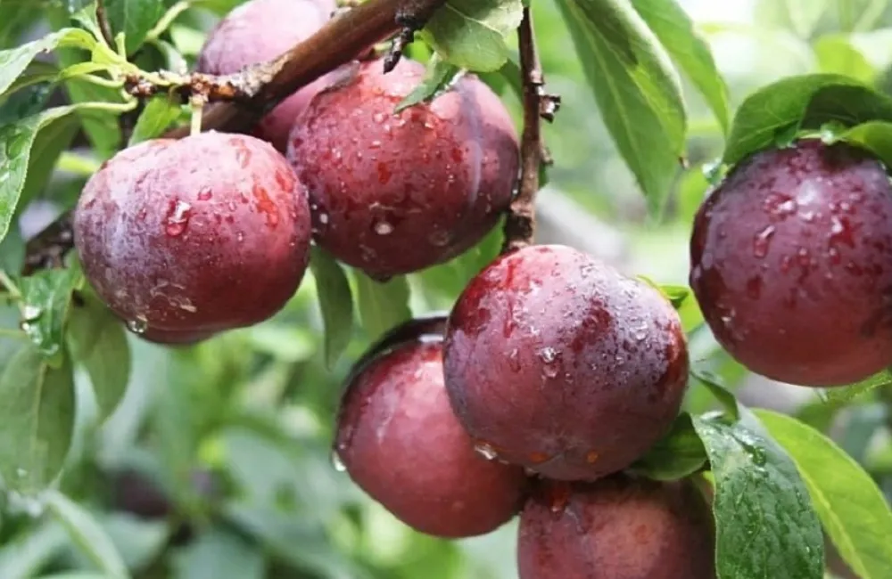 Điều kiện trồng mận Tam Hoa