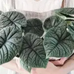 Giá bán Alocasia Melo cấy mô - Yếu tố ảnh hưởng và cách chọn cây