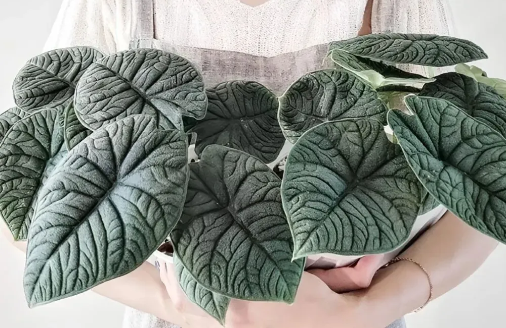 Giá bán Alocasia Melo cấy mô