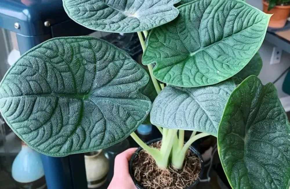 Giá bán Alocasia Melo cấy mô