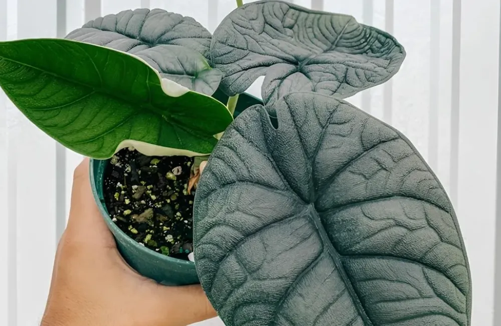 Giá bán Alocasia Melo cấy mô