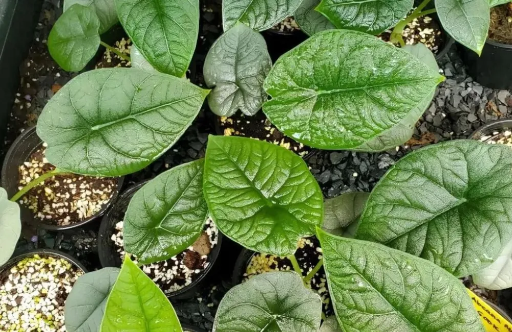 Giá bán Alocasia Melo cấy mô