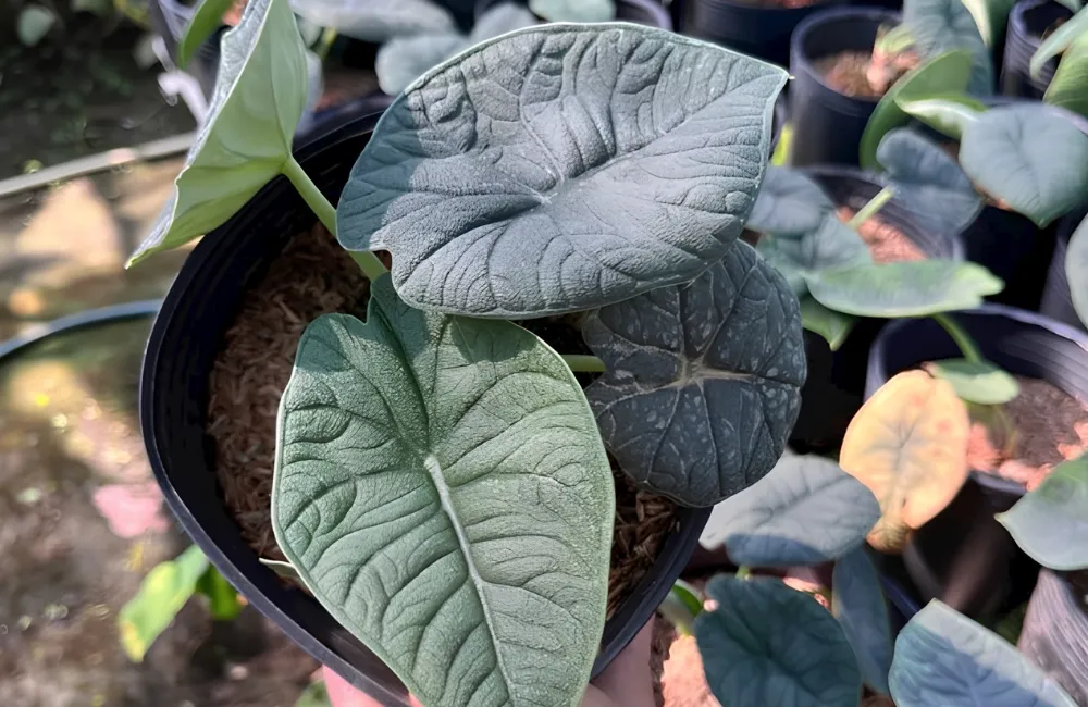 Giá bán Alocasia Melo cấy mô