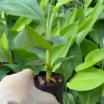 Giá cây giống chuối Mốc cấy mô và những yếu tố ảnh hưởng đến giá