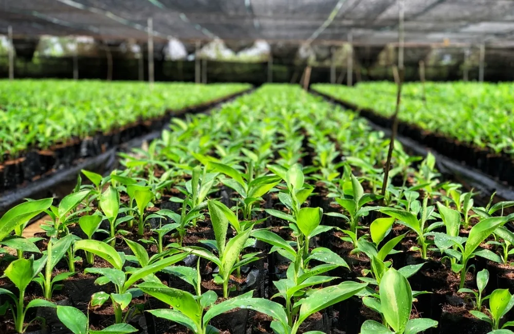 Giá cây giống chuối Mốc