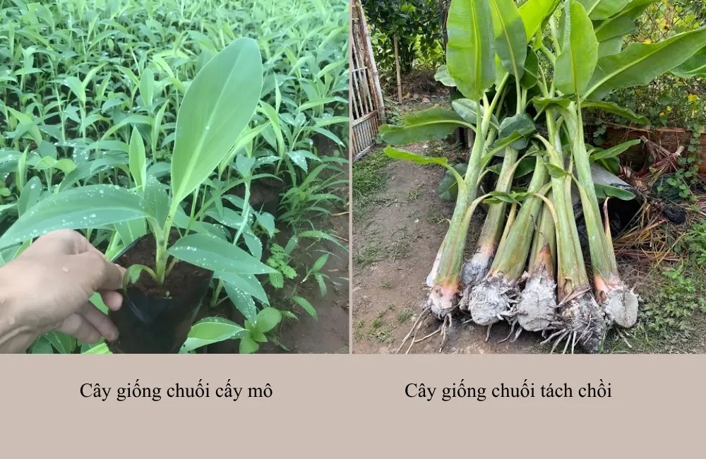 Giá cây giống chuối Mốc