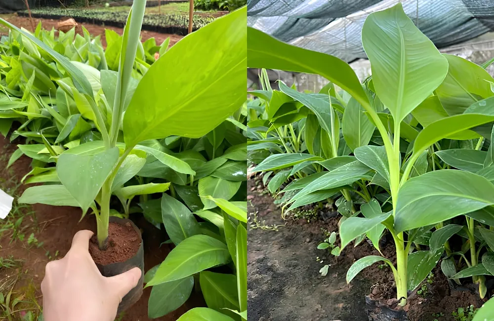 Giá cây giống chuối Mốc