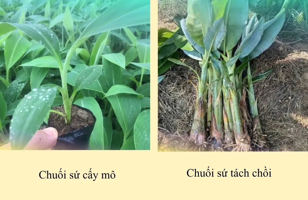 Giá cây giống chuối sứ cấy mô