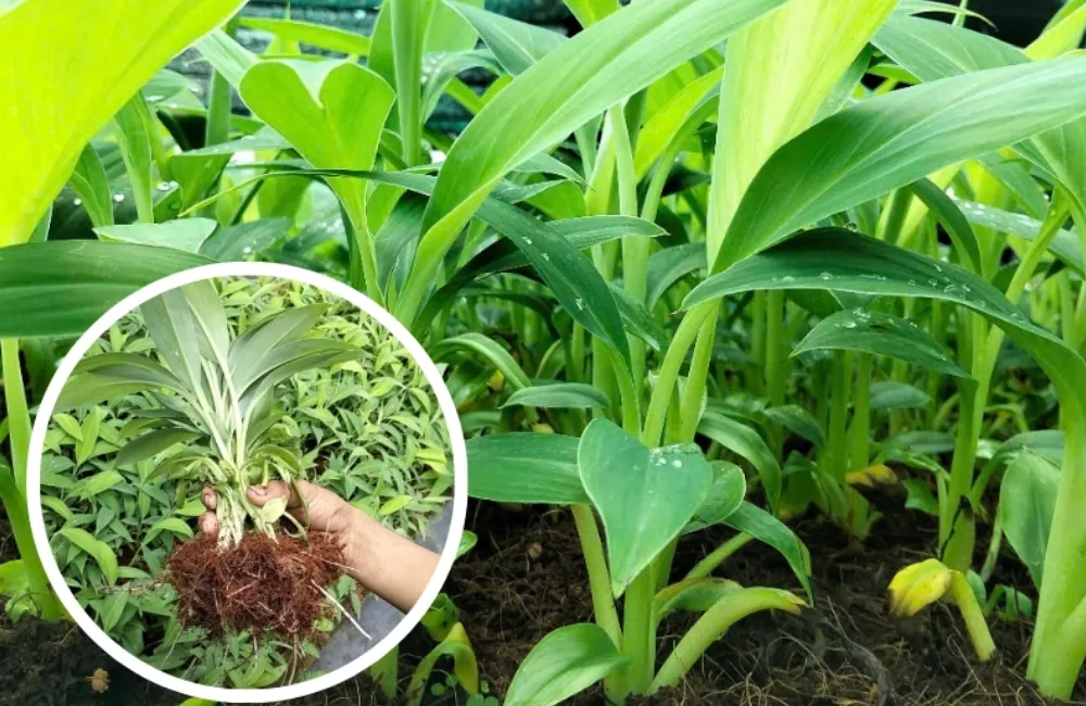 Giá cây giống chuối sứ cấy mô