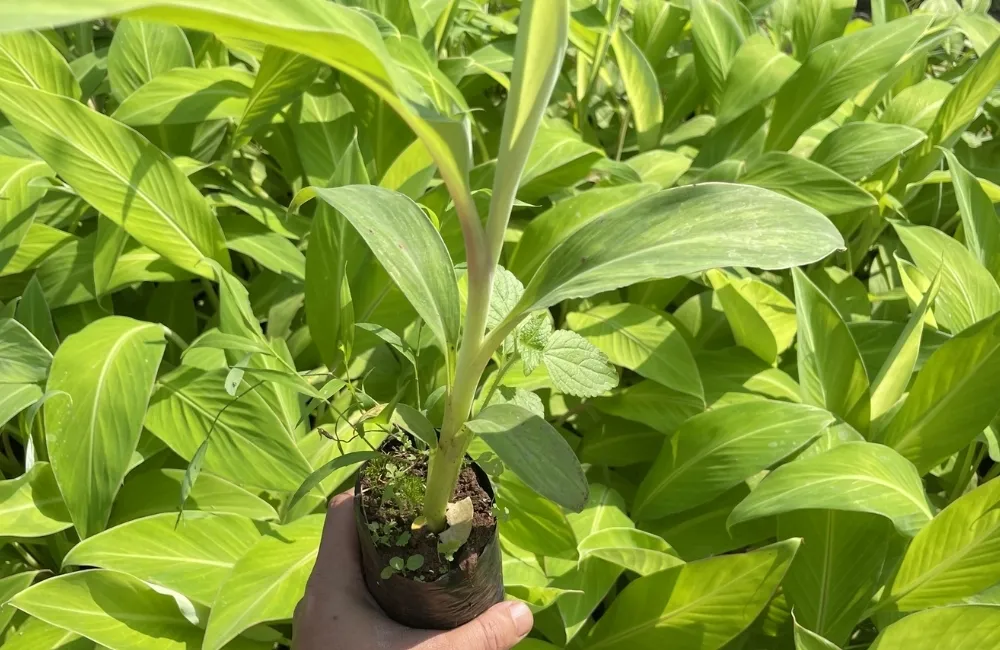Giá cây giống chuối sứ cấy mô