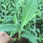 Giá cây giống chuối sứ cấy mô mới nhất và kinh nghiệm chọn cây