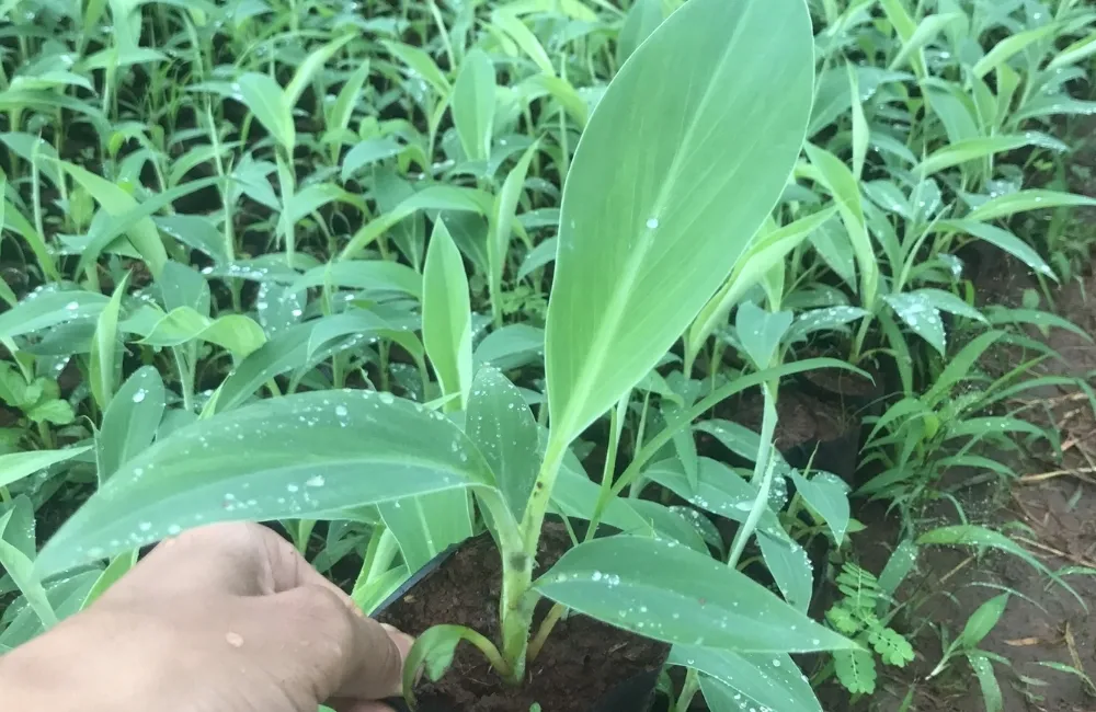 Giá cây giống chuối sứ cấy mô