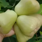 Giá cây giống Mận MDH mới nhất và cách chọn cây khỏe