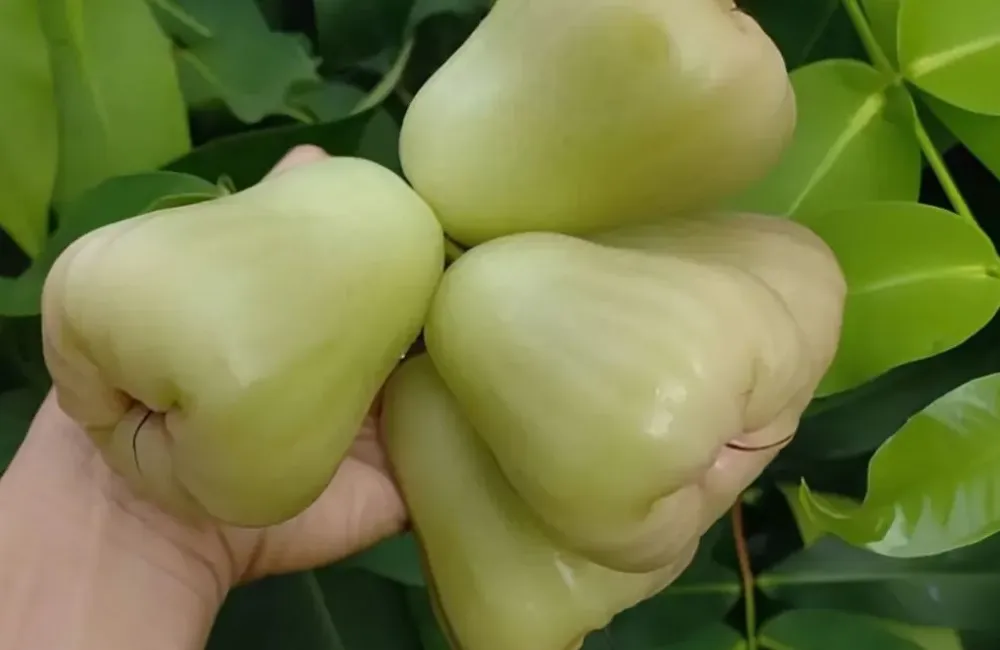 Giá cây giống Mận MDH