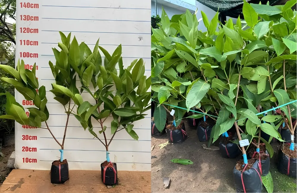 Giá cây giống Mận MDH