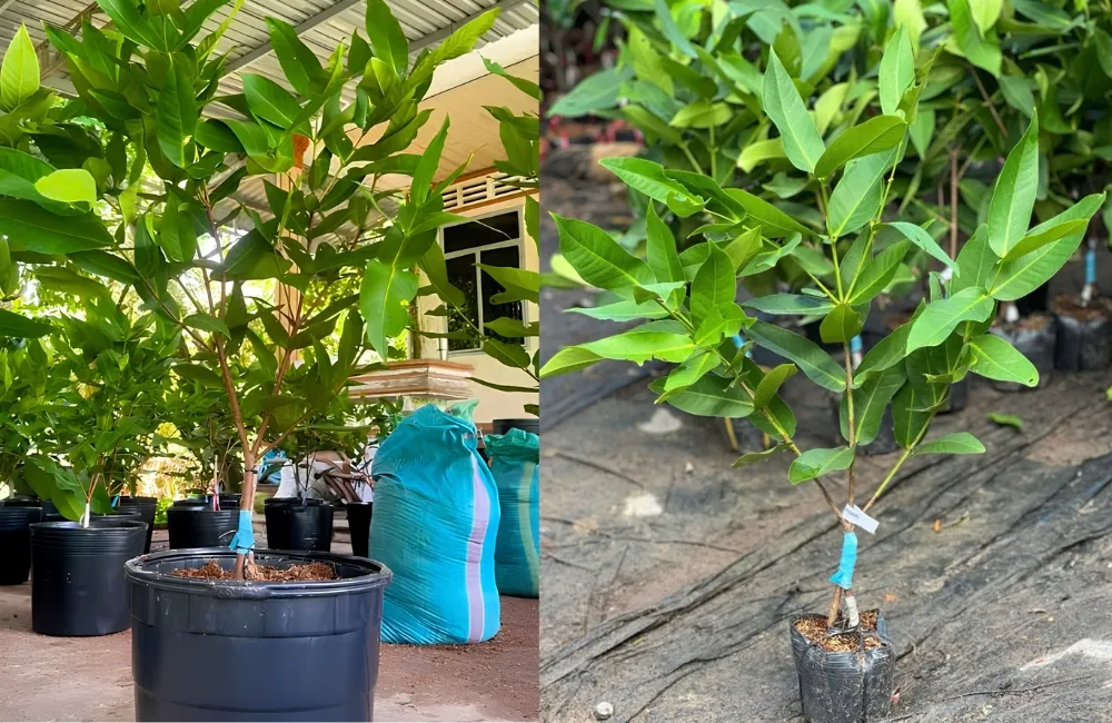 Giá cây giống Mận MDH
