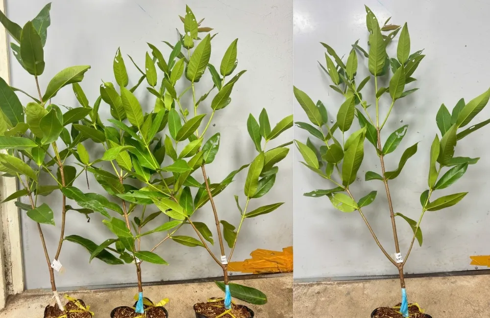 Giá cây giống Mận MDH