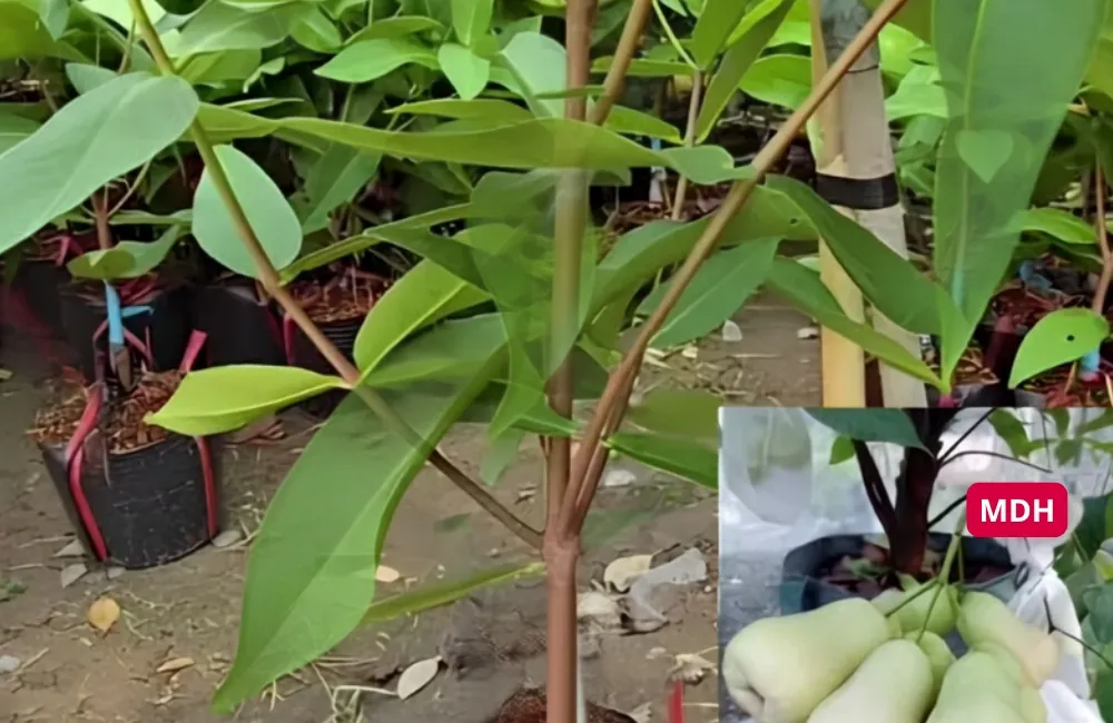 Giá cây giống Mận MDH