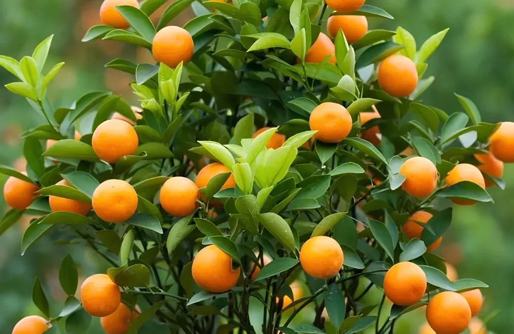 Giá tắc Bánh Xe