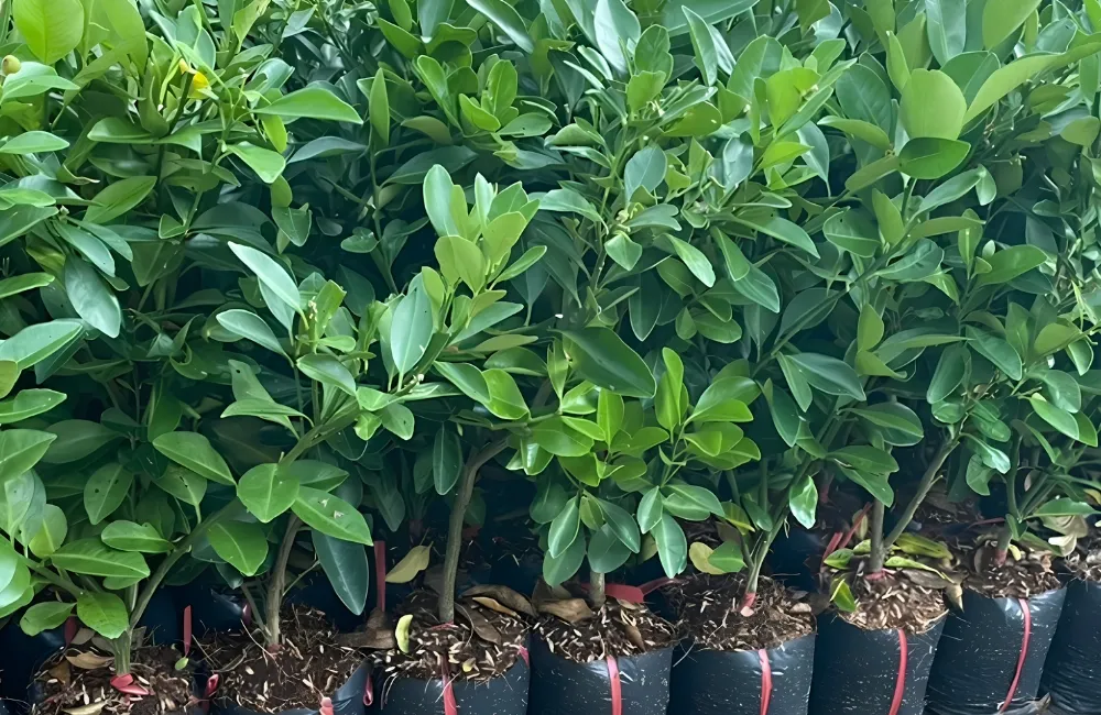 Giá tắc Bánh Xe