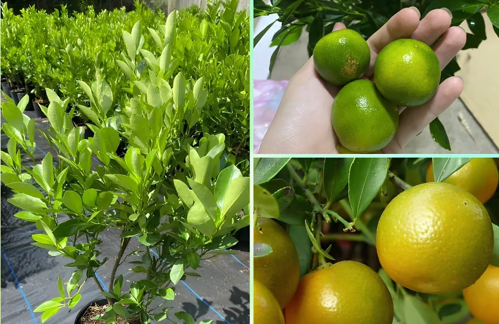Giá tắc Bánh Xe