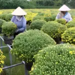Kích thích cúc mâm xôi ra nhiều nụ - Bí quyết giúp cây sai hoa
