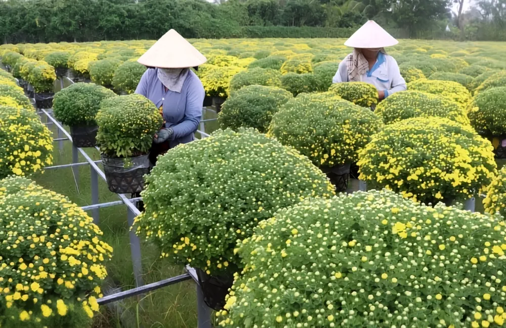 Kích thích cúc mâm xôi ra nhiều nụ