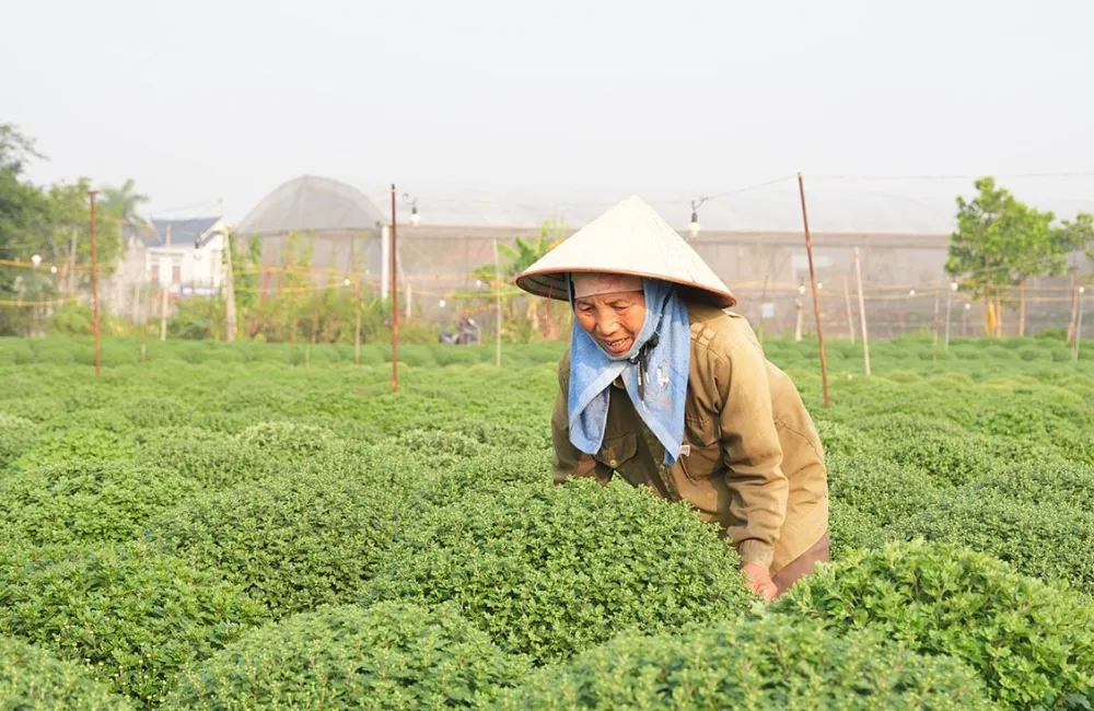 Kích thích cúc mâm xôi ra nhiều nụ