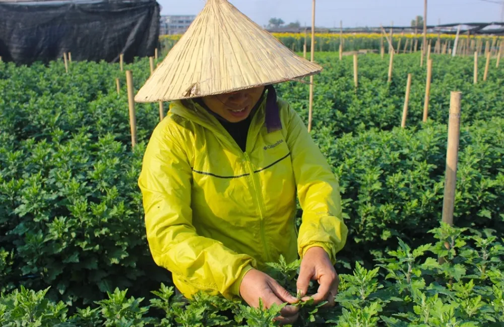 Kích thích cúc mâm xôi ra nhiều nụ