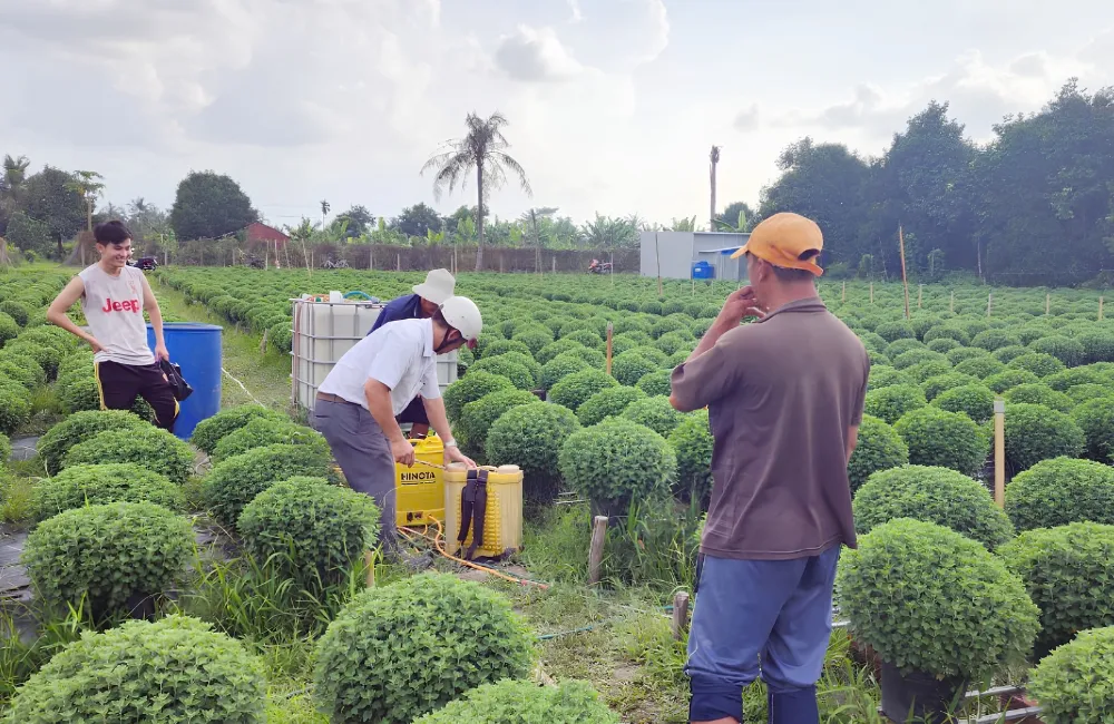 Kích thích cúc mâm xôi ra nhiều nụ