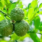 Kỹ thuật trồng Chanh Trúc đúng, cây khỏe nhanh phát triển