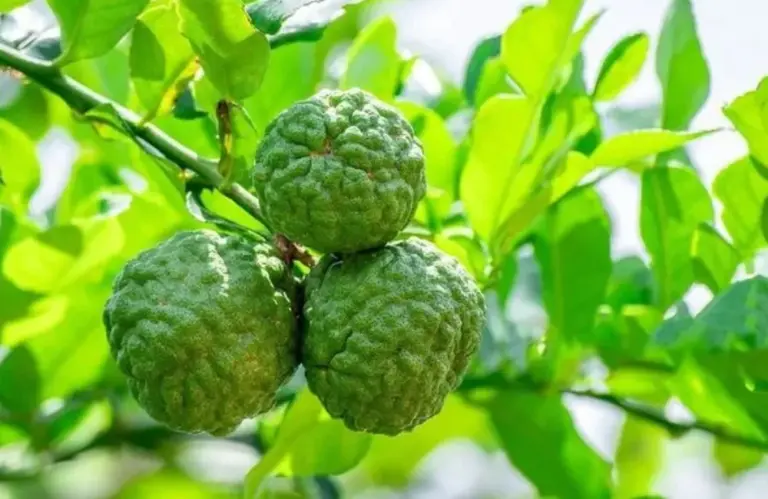 Kỹ thuật trồng Chanh Trúc đúng, cây khỏe nhanh phát triển