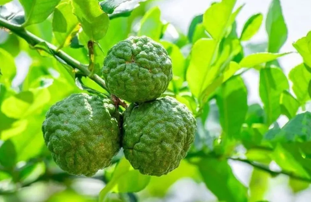 Kỹ thuật trồng chanh Trúc