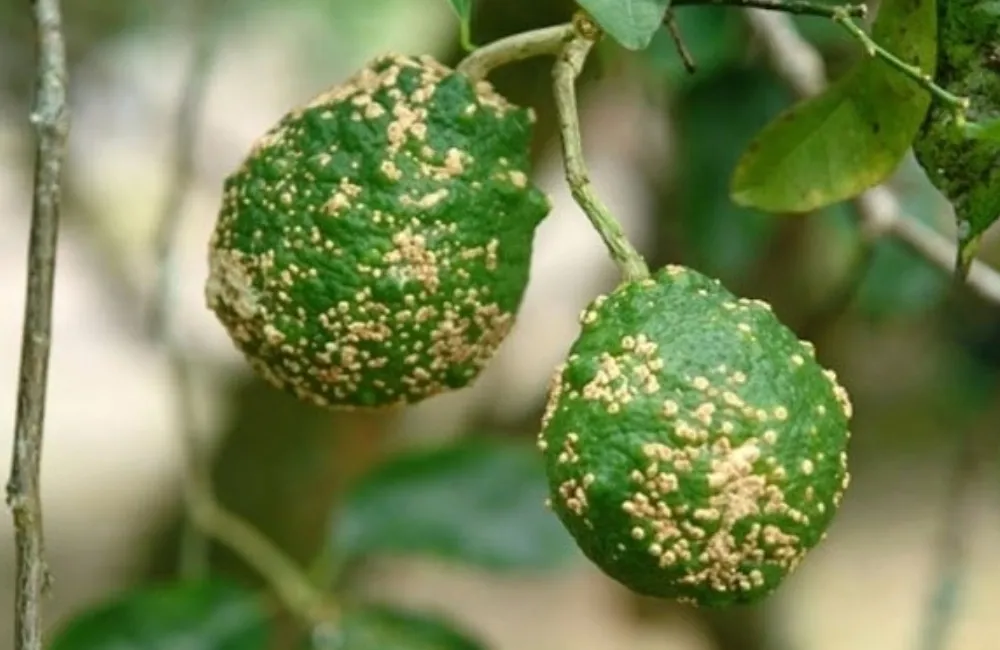 Kỹ thuật trồng chanh Trúc