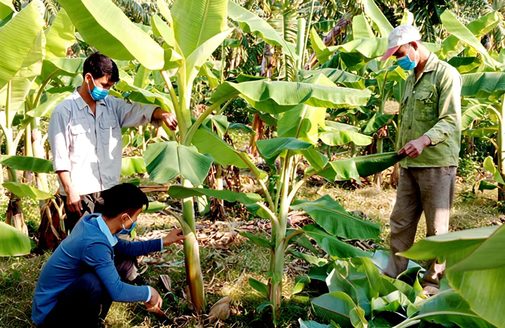 Kỹ thuật trồng chuối Cau Đỏ