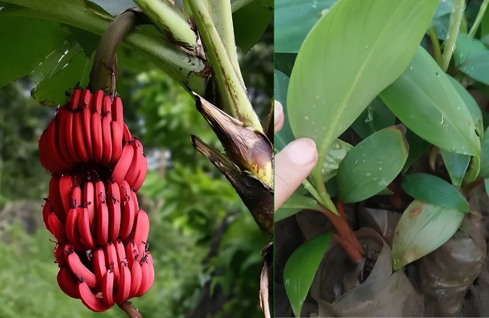 Kỹ thuật trồng chuối Cau Đỏ