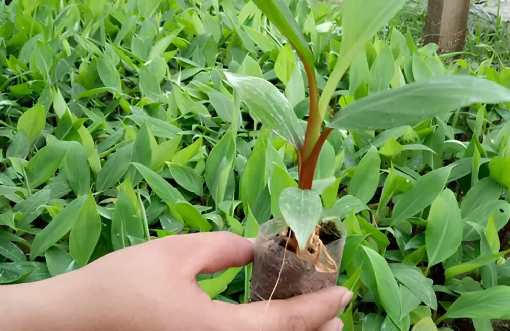 Kỹ thuật trồng chuối Cau Đỏ