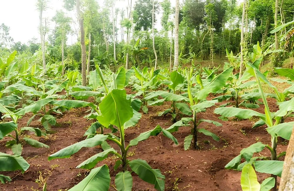 Kỹ thuật trồng chuối Cau Đỏ