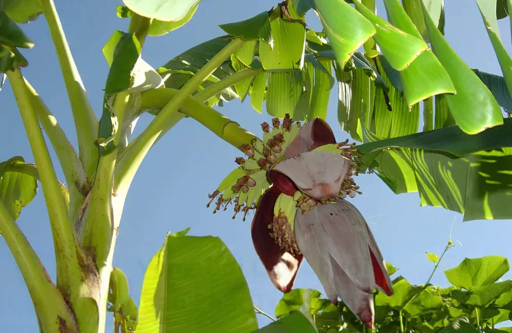 Kỹ thuật trồng Chuối Hột