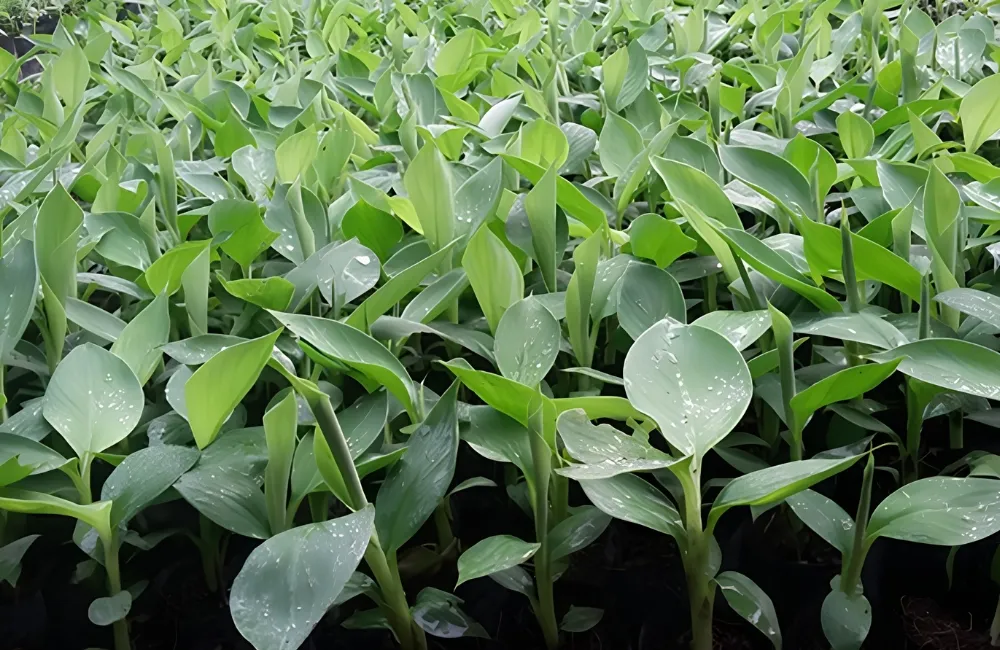 Kỹ thuật trồng Chuối Hột