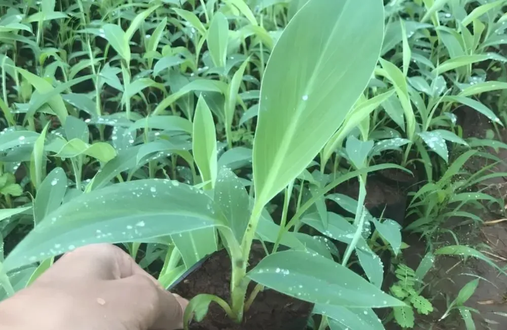Kỹ thuật trồng chuối mốc cấy mô
