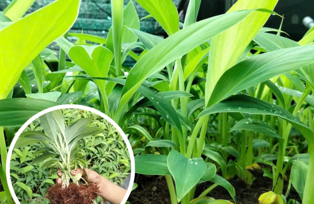 Kỹ thuật trồng chuối mốc cấy mô