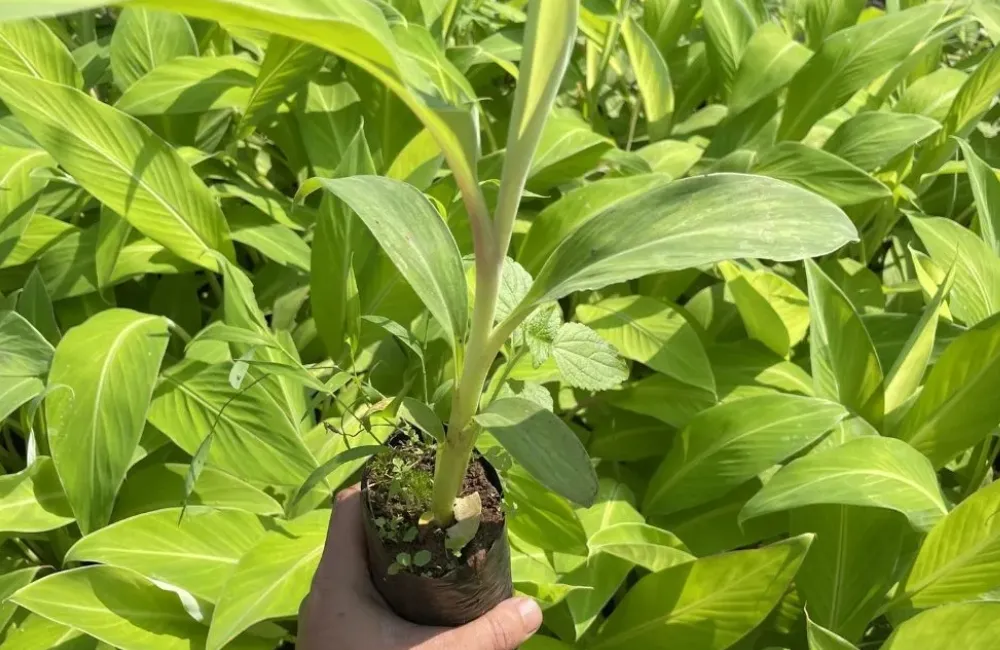 Kỹ thuật trồng chuối Tá Quạ