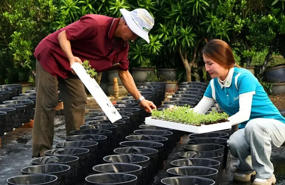 Kỹ thuật trồng cúc mâm xôi Hà Lan cấy mô