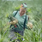Kỹ thuật trồng Dứa Mật Pu Lau không gai cho năng suất cao