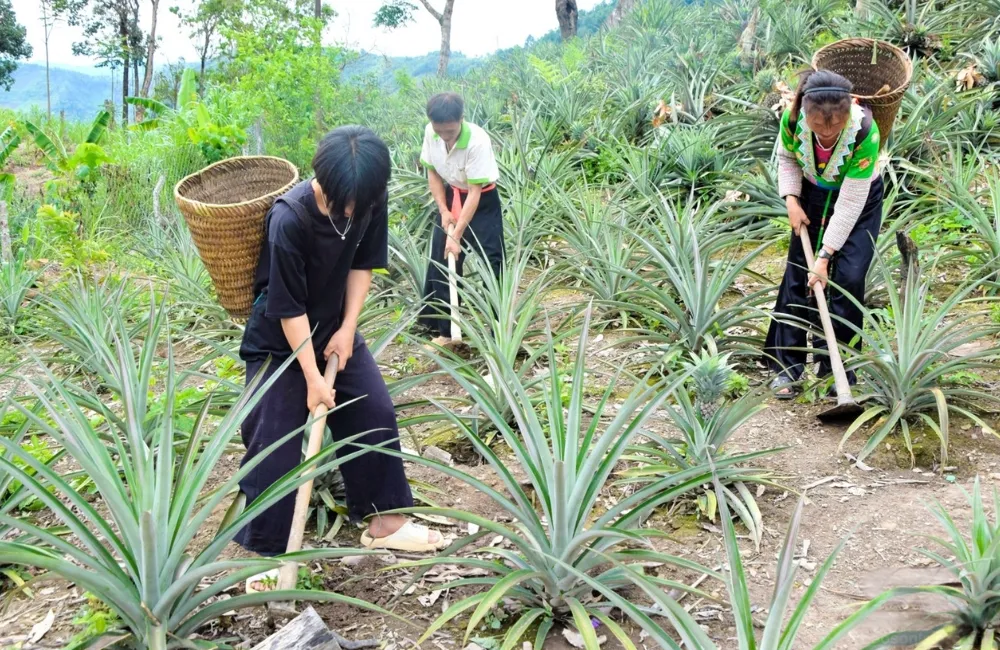 Kỹ thuật trồng dứa mật Pu Lau