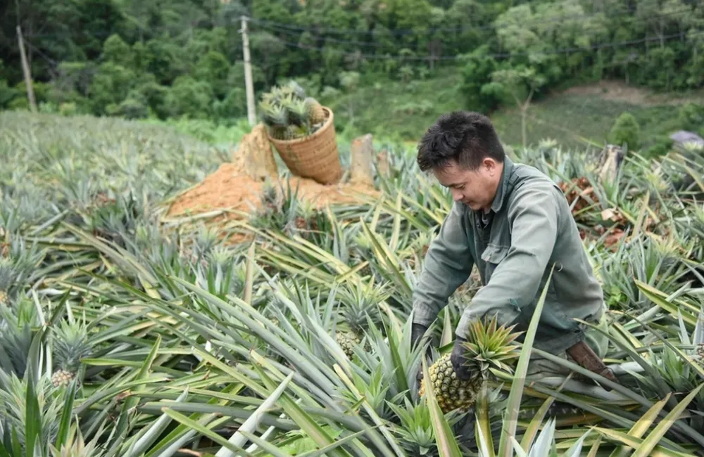 Kỹ thuật trồng dứa mật Pu Lau