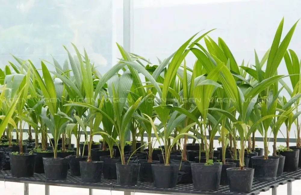 Kỹ thuật trồng dừa ta