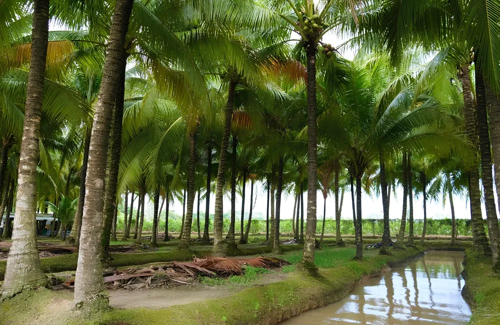 Kỹ thuật trồng dừa ta