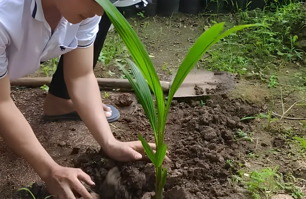 Kỹ thuật trồng dừa ta